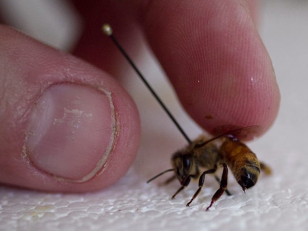 Gıda Endüstrisinde Çalışan İnsanların Dışarıdan Yemeye Tövbe Ettirecek İtirafları 2 gida endustrisinde calisan insanlarin disaridan yemeye tovbe ettirecek itiraflari 1 82ib8Rid