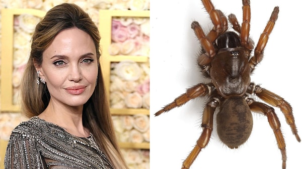 Ünlü Olunca Her Şey Mümkün Oluyor: Örümcekten Kurbağaya İsmi Bir Hayvana Verilmiş 10 Ünlü! 10 unlu olunca her sey mumkun oluyor orumcekten kurbagaya ismi bir hayvana verilmis 10 unlu