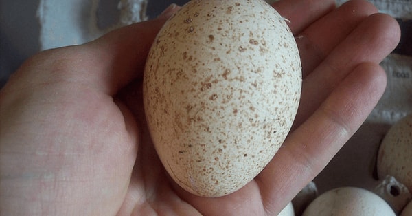 Marketlerde Tavuk ve Bıldırcın Yumurtası Varken Hindi Yumurtası Neden Yok? 2 marketlerde tavuk ve bildircin yumurtasi varken hindi yumurtasi neden yok 1 FpuW7gY7