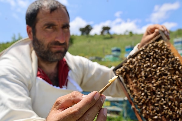 Dünyanın En Pahalı Yiyeceği: Kilosu 45 Bin TL! Sadece Çay Kaşığıyla Toplanıyor 1 dunyanin en pahali yiyecegi kilosu 45 bin tl sadece cay kasigiyla toplaniyor 0 SssmANtW
