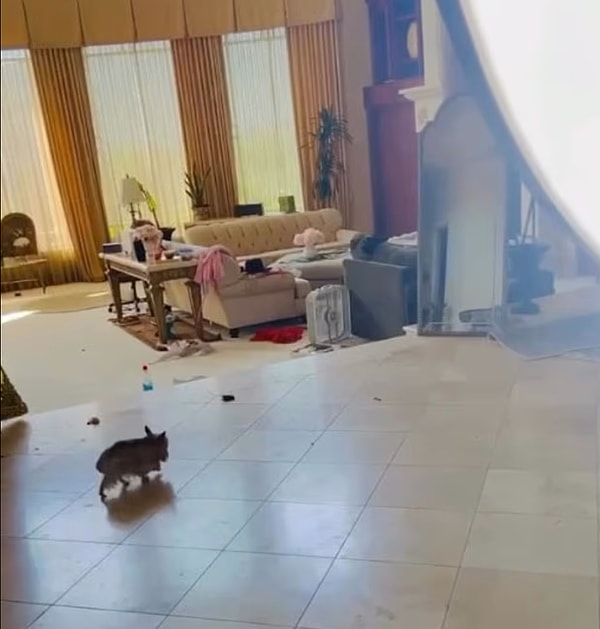 Dünyaca Ünlü Şarkıcı Britney Spears Yine Çöküşe Geçti: Evi Köpek Kakalarıyla Dolu! 2 dunyaca unlu sarkici britney spears yine cokuse gecti evi kopek kakalariyla dolu 1